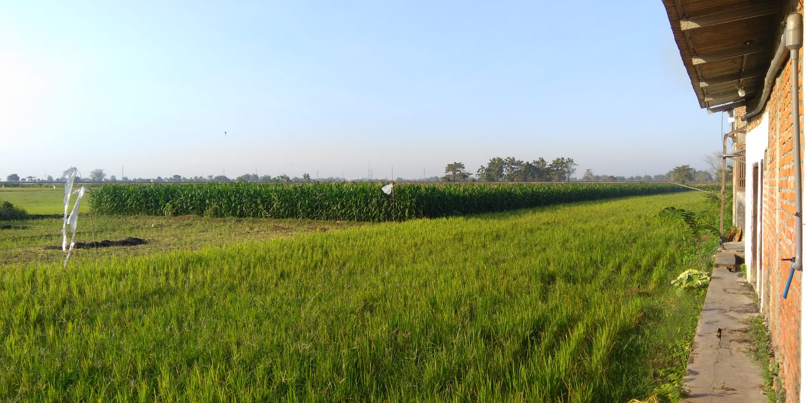 Penyet Belut di Warung Mak Yem Kertosono dilengkapi secobek sambal terasi yang cukup pedas. Pemandangan sawah lepas semakin menambah nikmat suasana makan bersama keluarga atau teman.