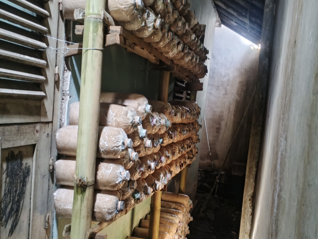 Bertani Dingin ala Dosen Umsida, Ajak PRM Wiroborang Barat Budidaya Jamur Tiram