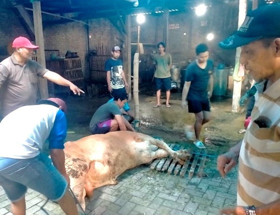 Bahu Membahu di Hari Raya: Kurban Jadi Momen Perekat Keluarga Besar Bani Kerto Kartiman