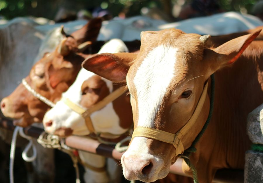 Iduladha menjadi tantangan besar dalam pengelolaan limbah yang dihasilkan dari penyembelihan hewan kurban.