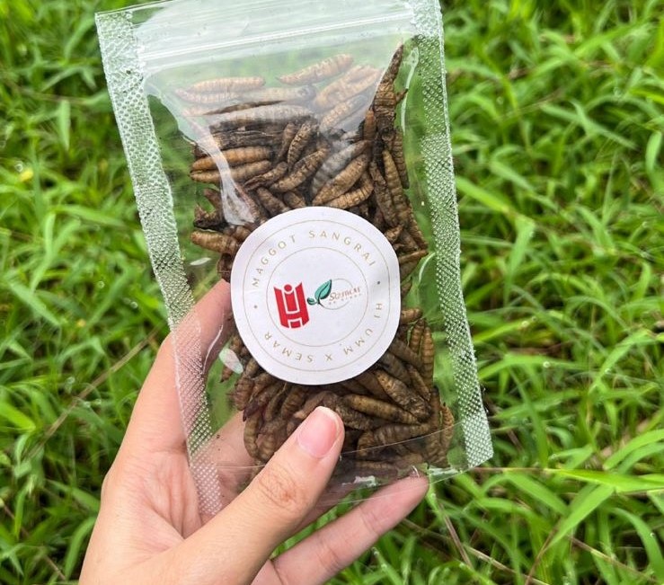 Mahasiswa UMM dampingi warga Kampung Semar, Malang, olah limbah maggot jadi pakan bernilai ekonomis. Inovasi ini wujudkan kemandirian ekonomi dan kelestarian lingkungan.