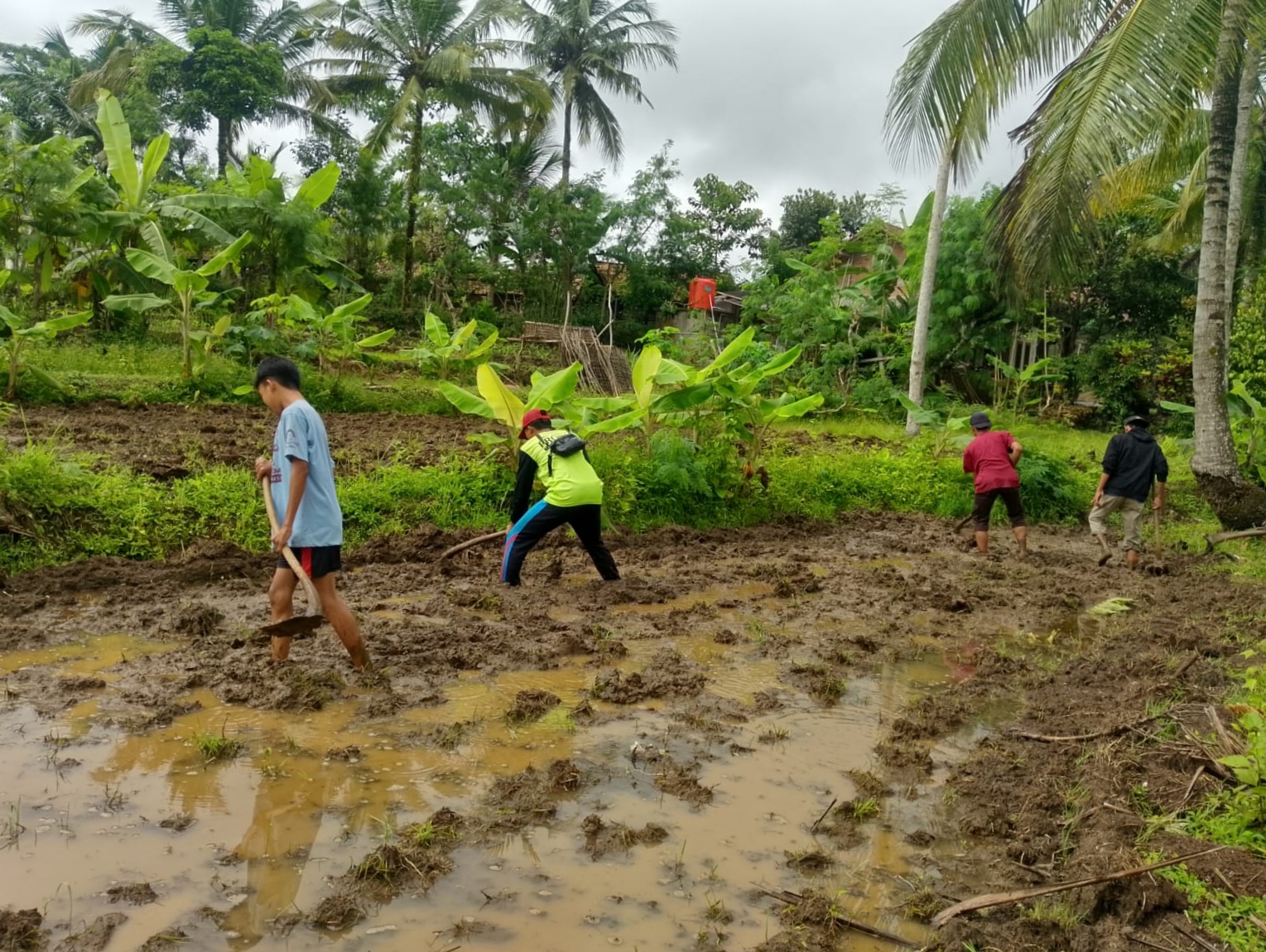 Dari Kelas ke Sawah: Siswa SMP MBS Pringkuku Belajar Bertani