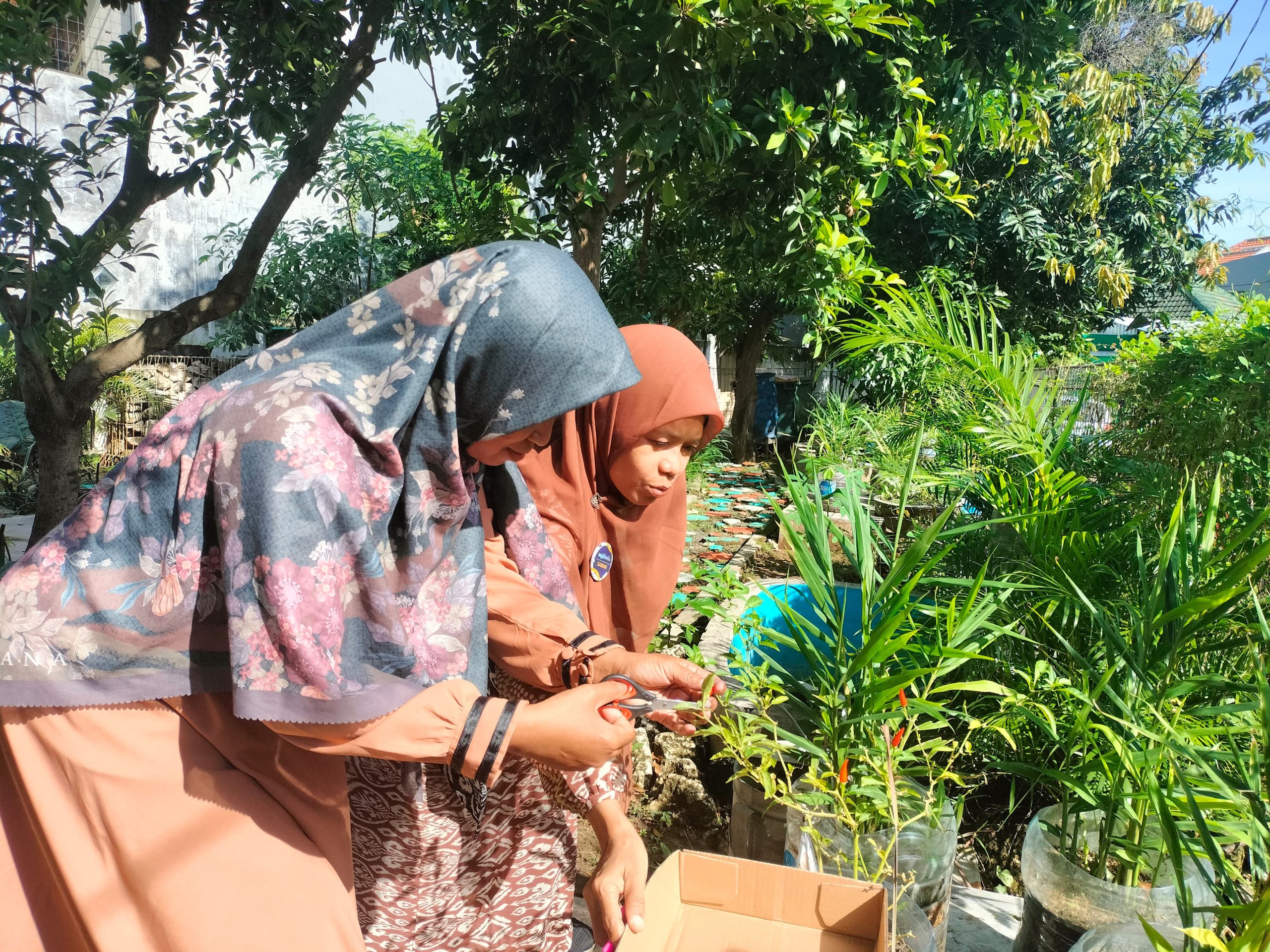 Guru dan karyawan Mugeb Primary School memanen bayam Brazil yang tumbuh subur di Ekowisata Mugeb. Sayuran kaya nutrisi ini menjadi pilihan sehat untuk menu masakan keluarga.