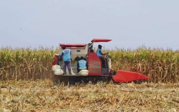 Hilirisasi pertanian penting untuk membangun ekonomi negeri. Jangan sibuk membangun mercusuar di Jakarta, sementara lentera-lentera di desa satu per satu padam karena kehabisan minyak.