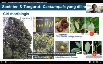 Jejak Saninten dan Tungurut di Jawa kian Menyempit di Tengah Perubahan Iklim